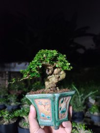 Lên chậu em hương indo