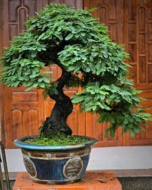 Tamarind mature tree