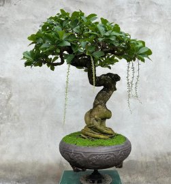 Lộc vừng đang hoa