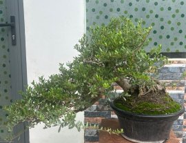 Hải châu Sông Cầu Phú Yên