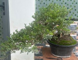 Hải châu Sông Cầu Phú Yên