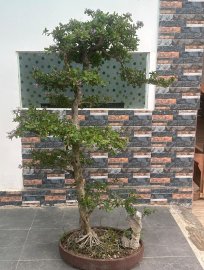 Linh sam rin Ninh Thuận