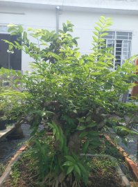 Lên như rừng rồi!! Bán rẻ chi ae về tự sữa nha!!