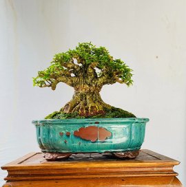 Lão mai chiếu thủy lùn lực