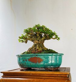 Lão mai chiếu thủy lùn lực