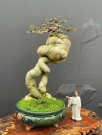 Hoa Giấy Mỹ