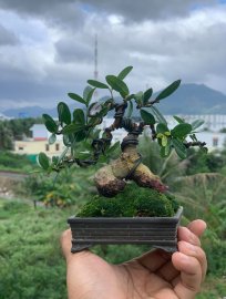 Hải châu lá nhỏ sông cầu gl ae