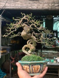 Kim quýt lòng sào dưa , hàng hiếm