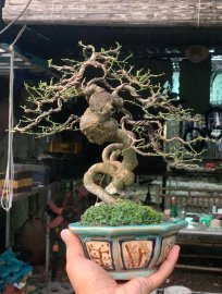 Kim quýt lòng sào dưa , hàng hiếm