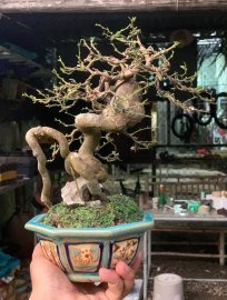 Kim quýt lòng sào dưa , hàng hiếm