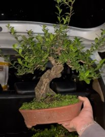 Scopolia nana tree 