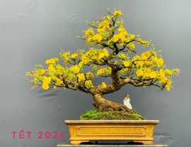 Chuẩn bị cho TẾT 2025!