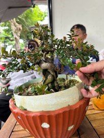 Scopolia nana tree 