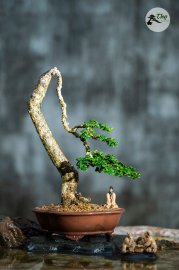 Bé Trà chào buổi tối mùa đông