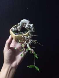 Water Jasmine mini tree