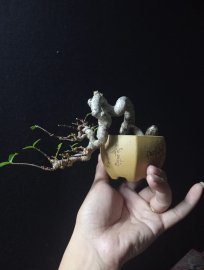 Water Jasmine mini tree