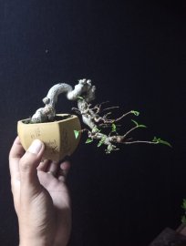 Water Jasmine mini tree