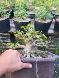 Bụt già giá mềm xèo cho anh em