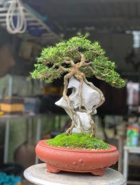 Blue bell tree over rock