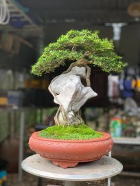 Blue bell tree over rock