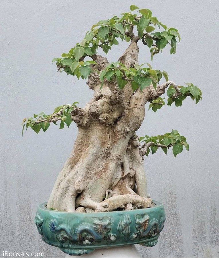 Bodhi bonsai tree