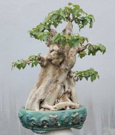 Bodhi bonsai tree