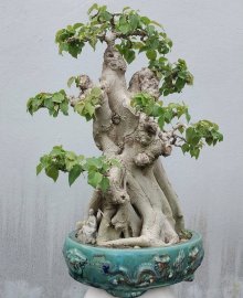 Bodhi bonsai tree