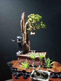 Antidesma acidum mini tree attached to driftwood