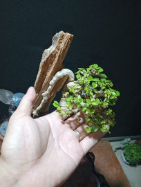 Antidesma acidum mini tree attached to driftwood