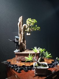 Antidesma acidum mini tree attached to driftwood