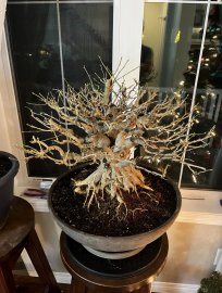 Làm đẹp cho cây linh sam bonsai ở Canada