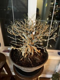 Làm đẹp cho cây linh sam bonsai ở Canada