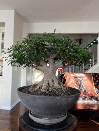 Làm đẹp cho cây linh sam bonsai ở Canada