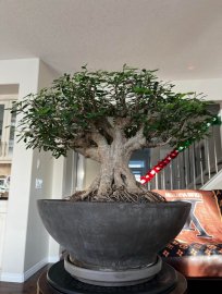 Làm đẹp cho cây linh sam bonsai ở Canada