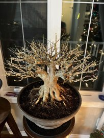 Làm đẹp cho cây linh sam bonsai ở Canada