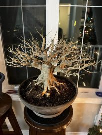 Làm đẹp cho cây linh sam bonsai ở Canada