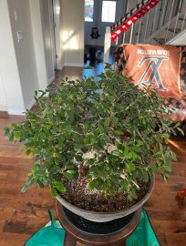 Làm đẹp cho cây linh sam bonsai ở Canada