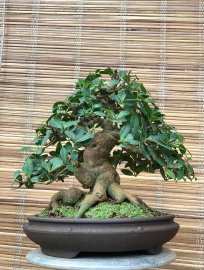 Ficus Bengalensis bonsai tree