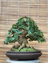 Ficus Bengalensis bonsai tree