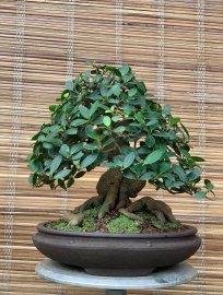 Ficus Bengalensis bonsai tree