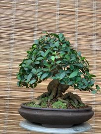 Ficus Bengalensis bonsai tree