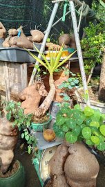 Đồng Tiền - Bình Vôi  ☎️07667.12379☎️