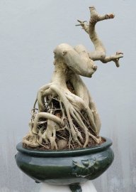 Bodhi pre-bonsai tree