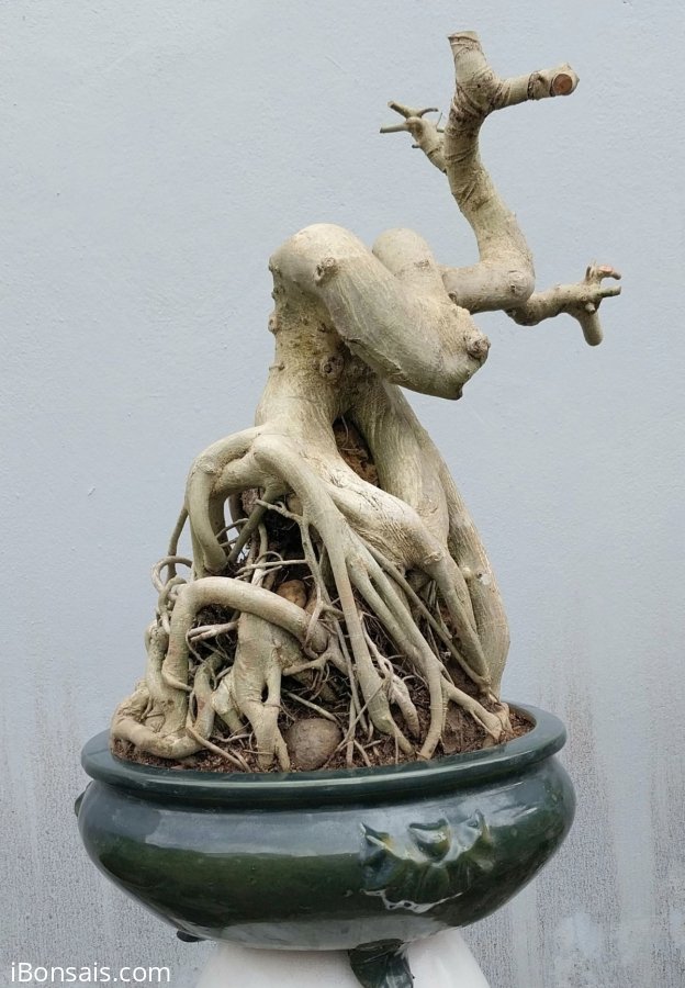 Bodhi pre-bonsai tree