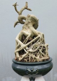 Bodhi pre-bonsai tree