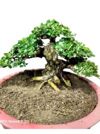 Antidesma acidum mini tree