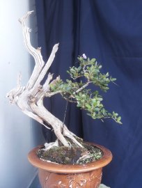 Linh Sam Ninh Thuận zin