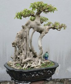 Ficus benjamina tree