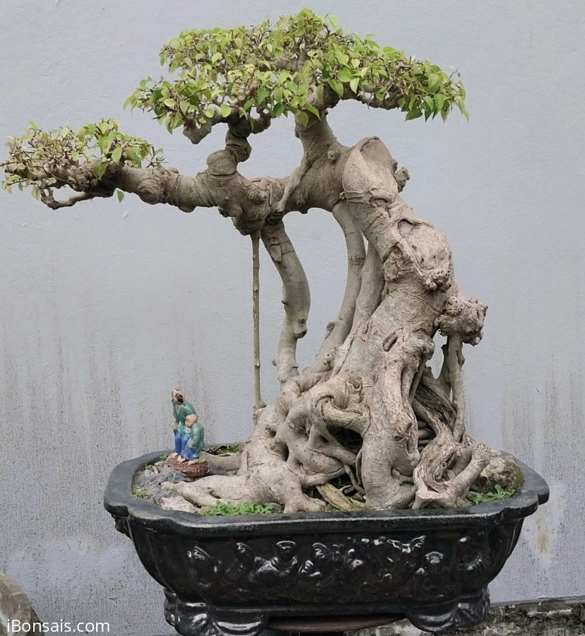 Ficus benjamina tree