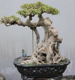 Ficus benjamina tree